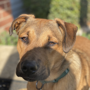 Fundraising Page: Shira Gellert